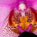 Orchidaceae du grecque orchis- testicule.לב הסחלב